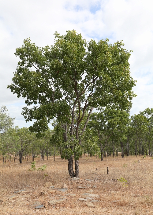 North Queensland Plants Fabaceae